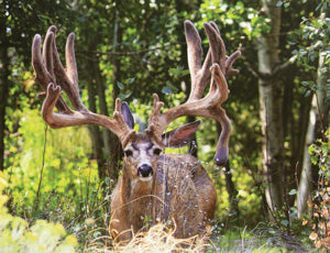 Is This The Biggest Buck You Have Ever Seen?