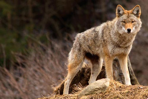 Calling Coyotes: Why Didn’t They Come In?
