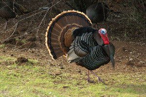 Top Ten Tips for Turkey Hunting