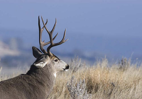 How To Hunt Mule Deer in Alberta